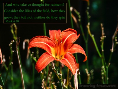Mark 6:28 Consider The Lilies Of The Field (green)